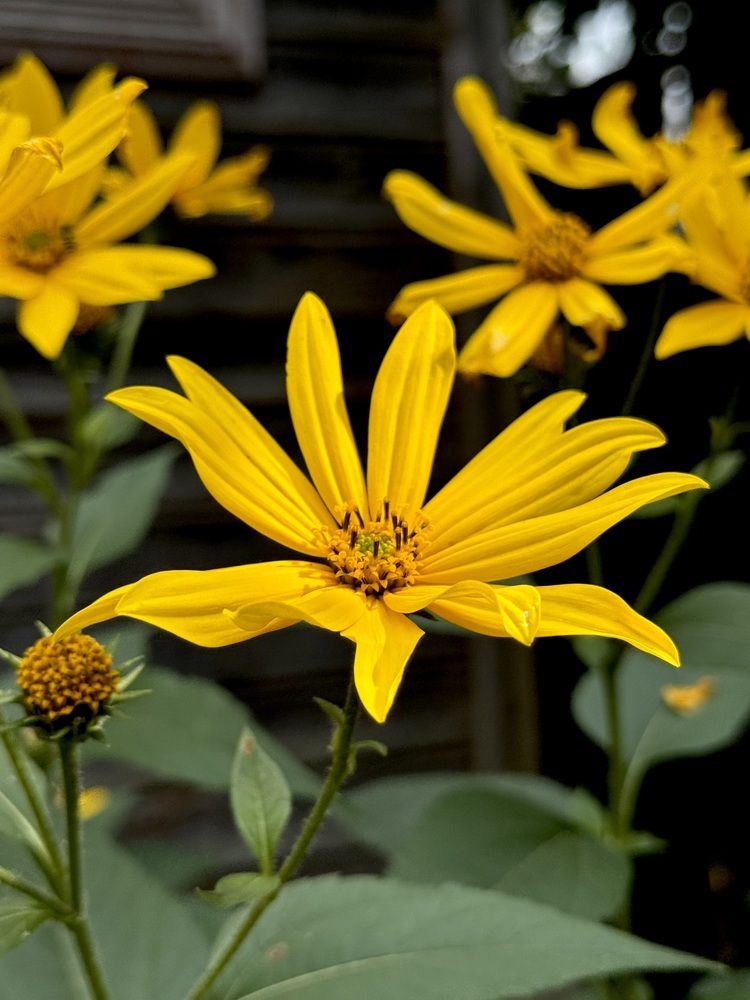 Пусть всегда будет солнце!