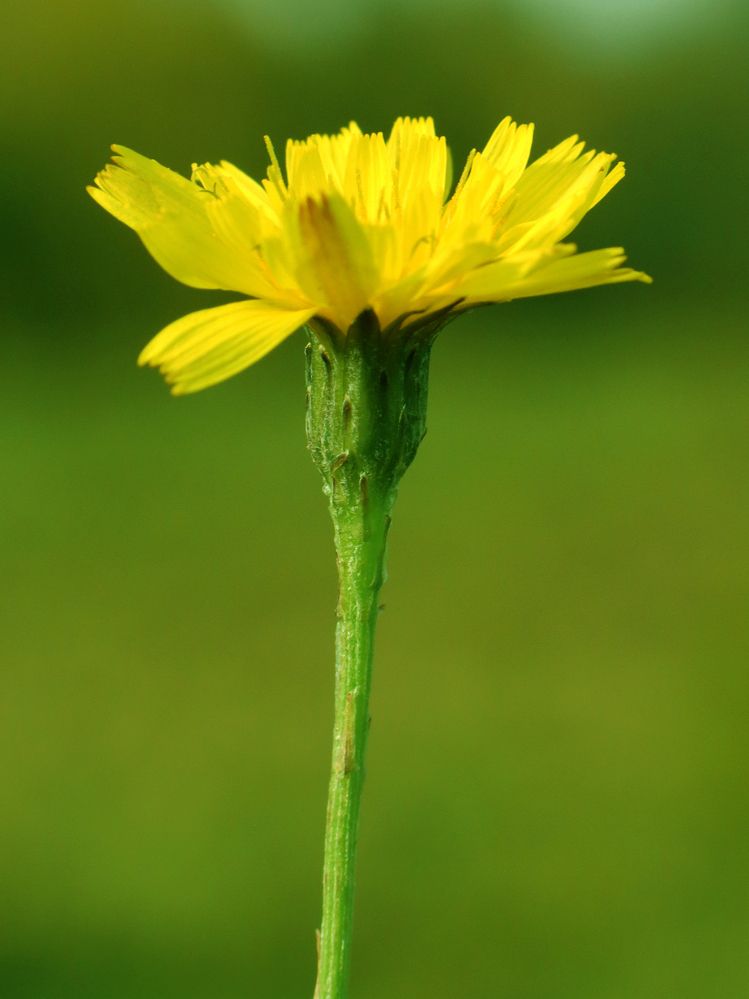 Photograph by Лолита Богачева