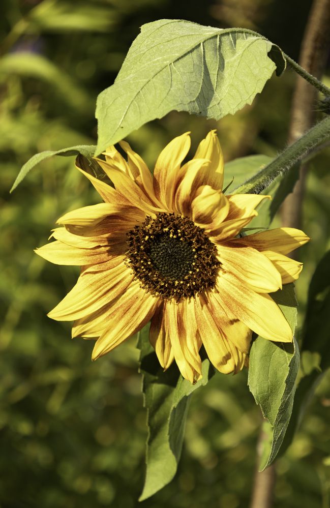 Фотография автора Александра Константинова