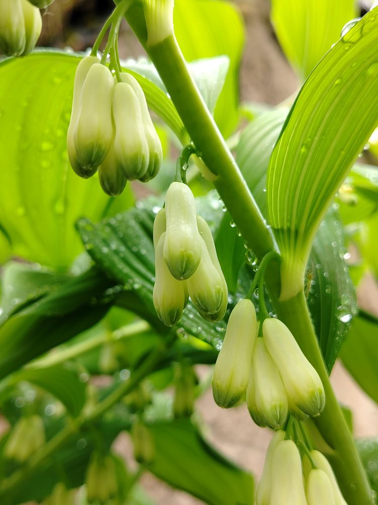 Photograph by Любовь Коровацкая