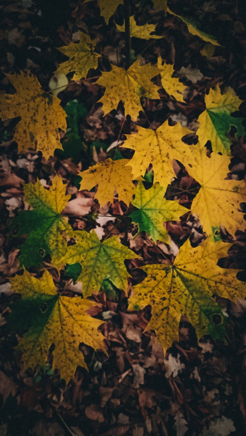 Photo #12587531