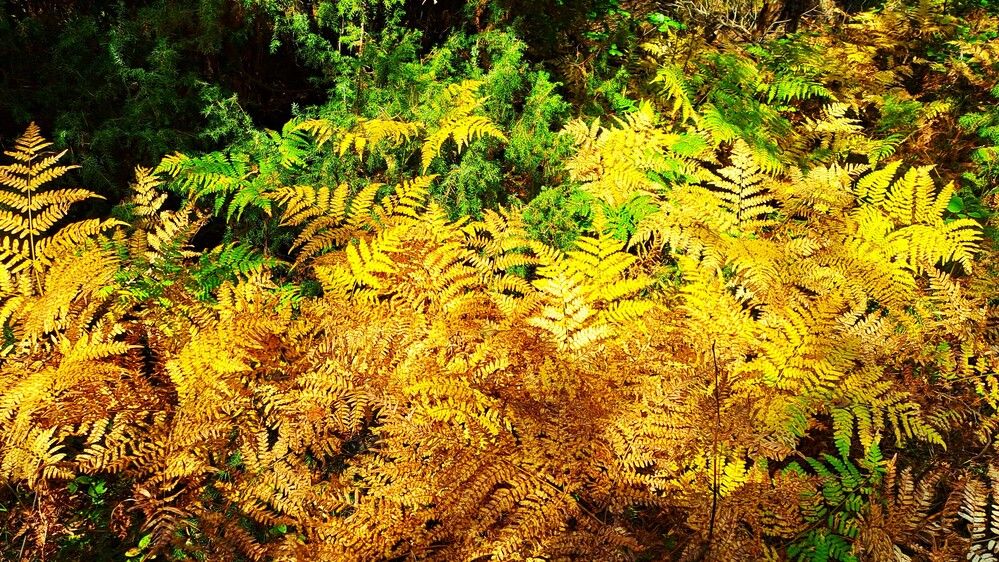 Photograph by Николай Худяков