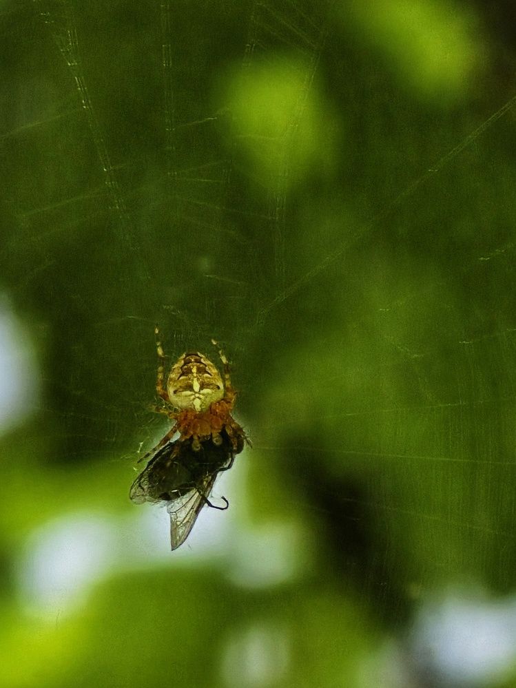 Photograph by Елена Ибрагимова