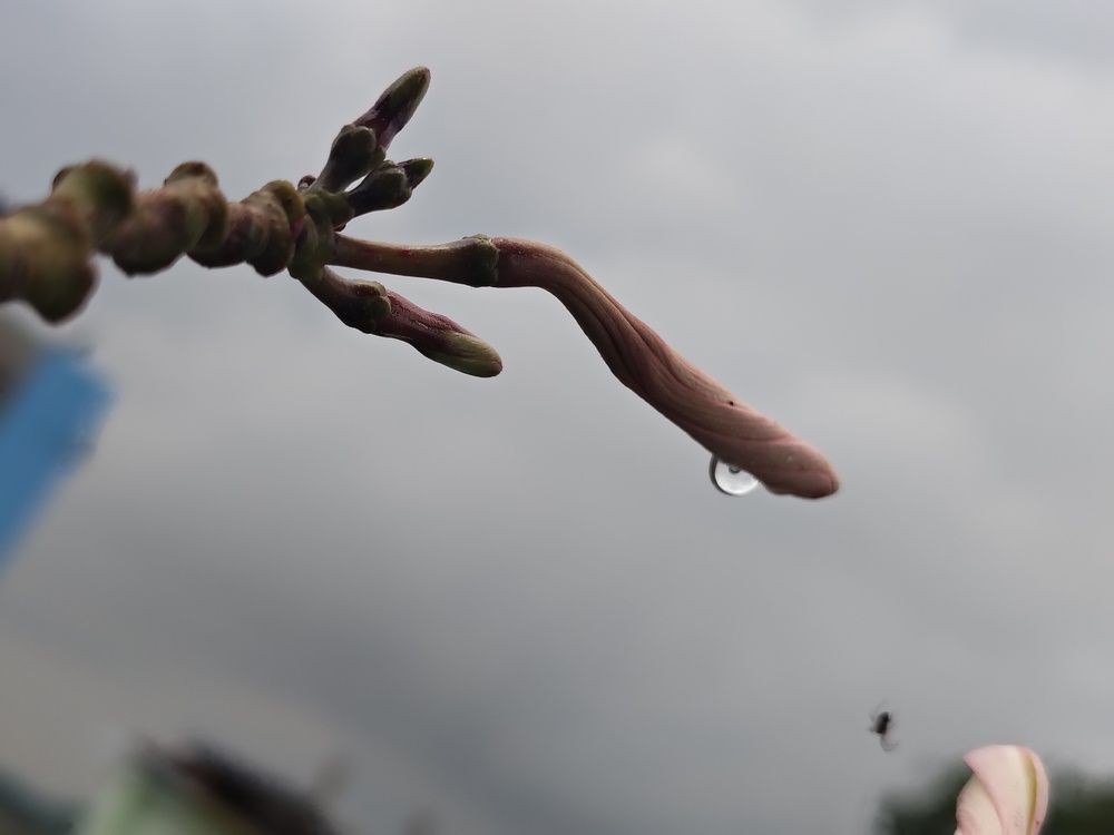 Blooming bud