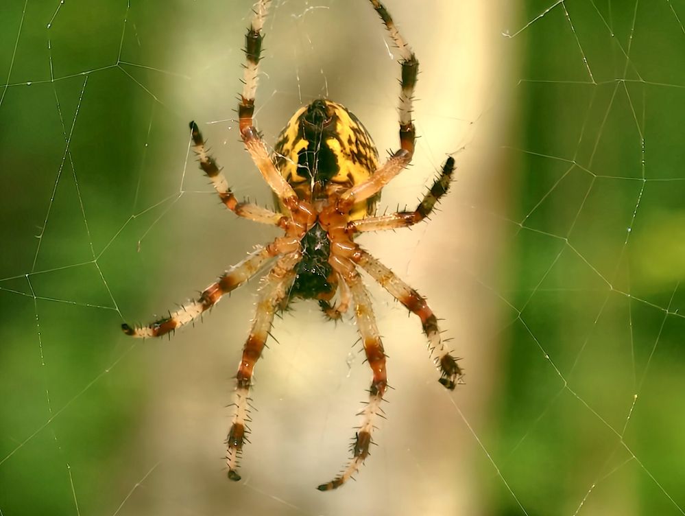 Photograph by Галина