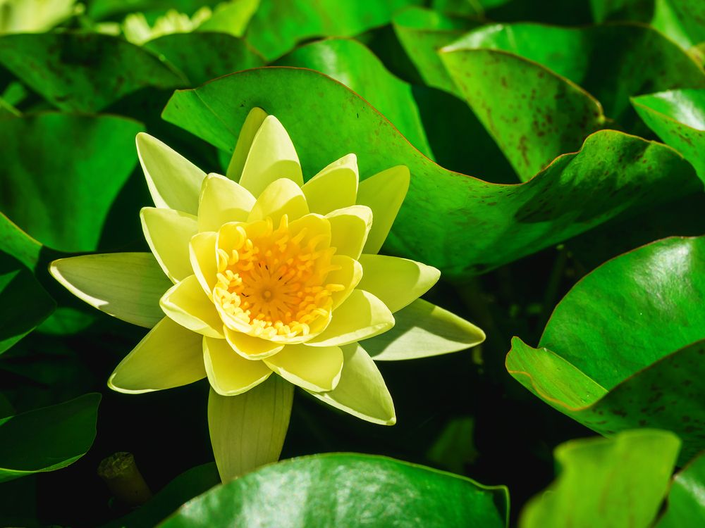 Photograph by Олег Милеев (Каминцев)