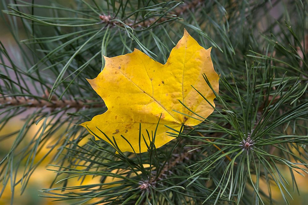Photograph by Евгений Беленков