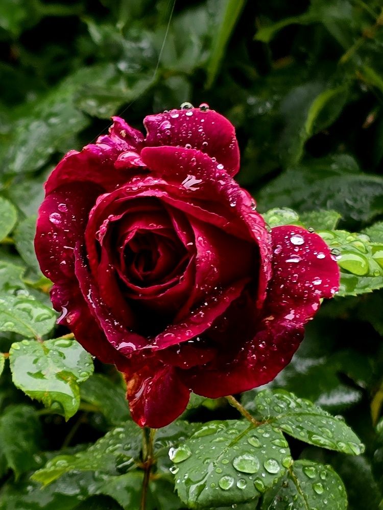 Photograph by Светлана