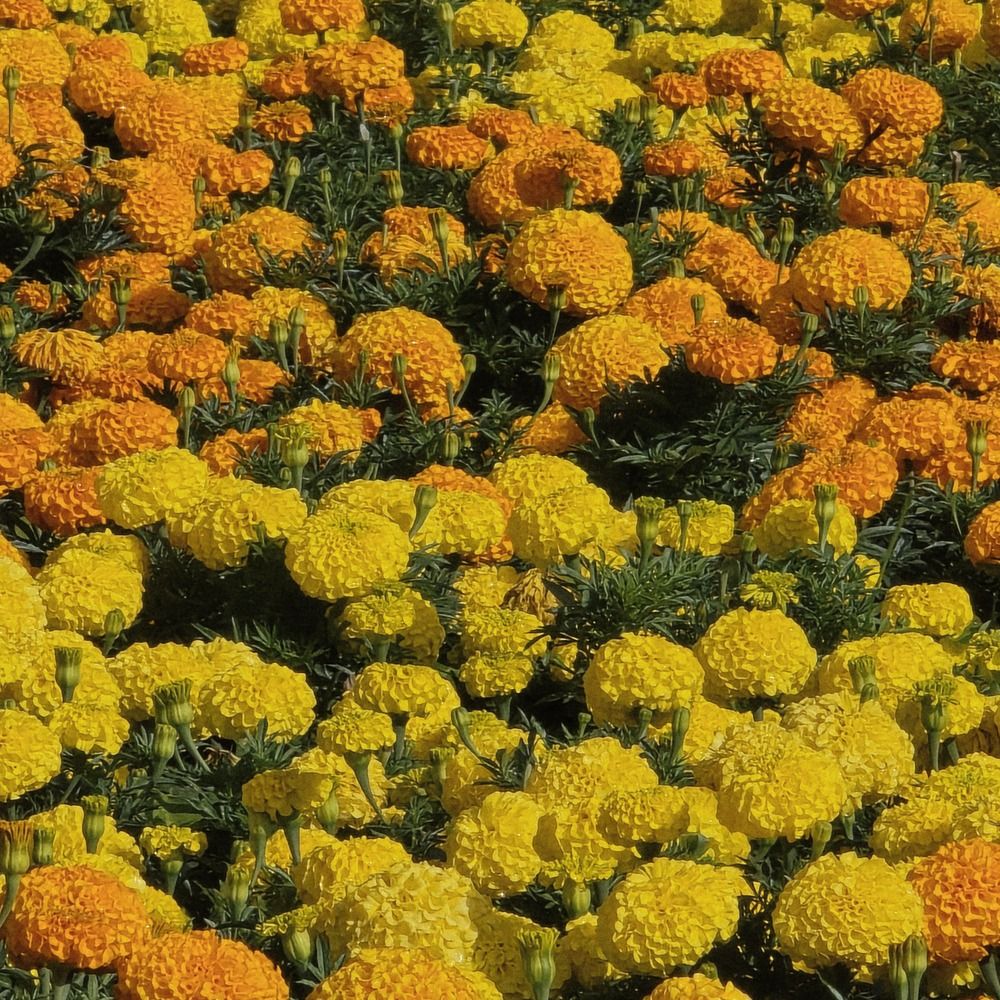 Photograph by Светлана