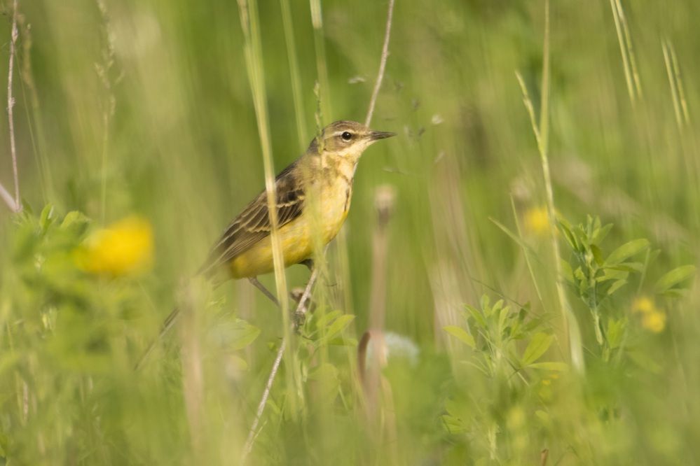 Жёлтая трясогузка
