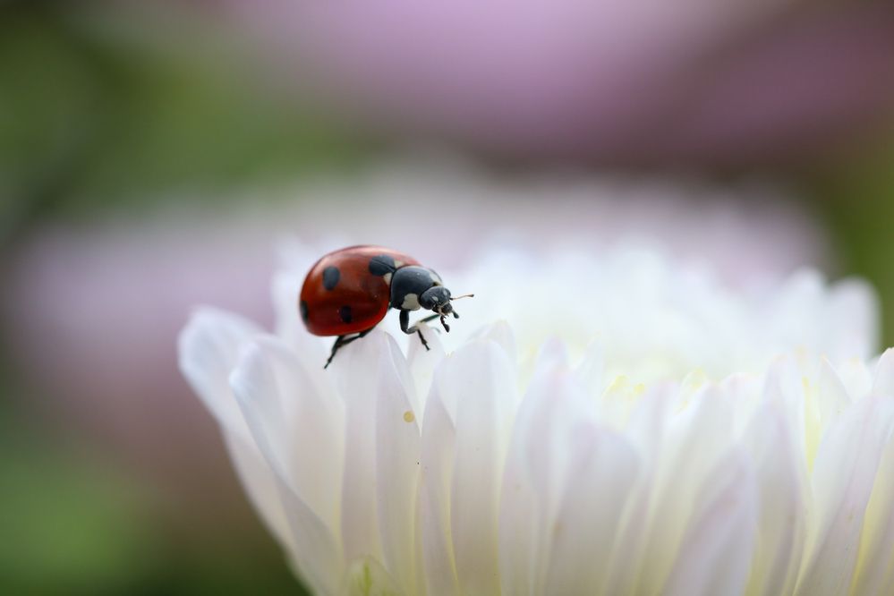 Photograph by Надежда Зайцева