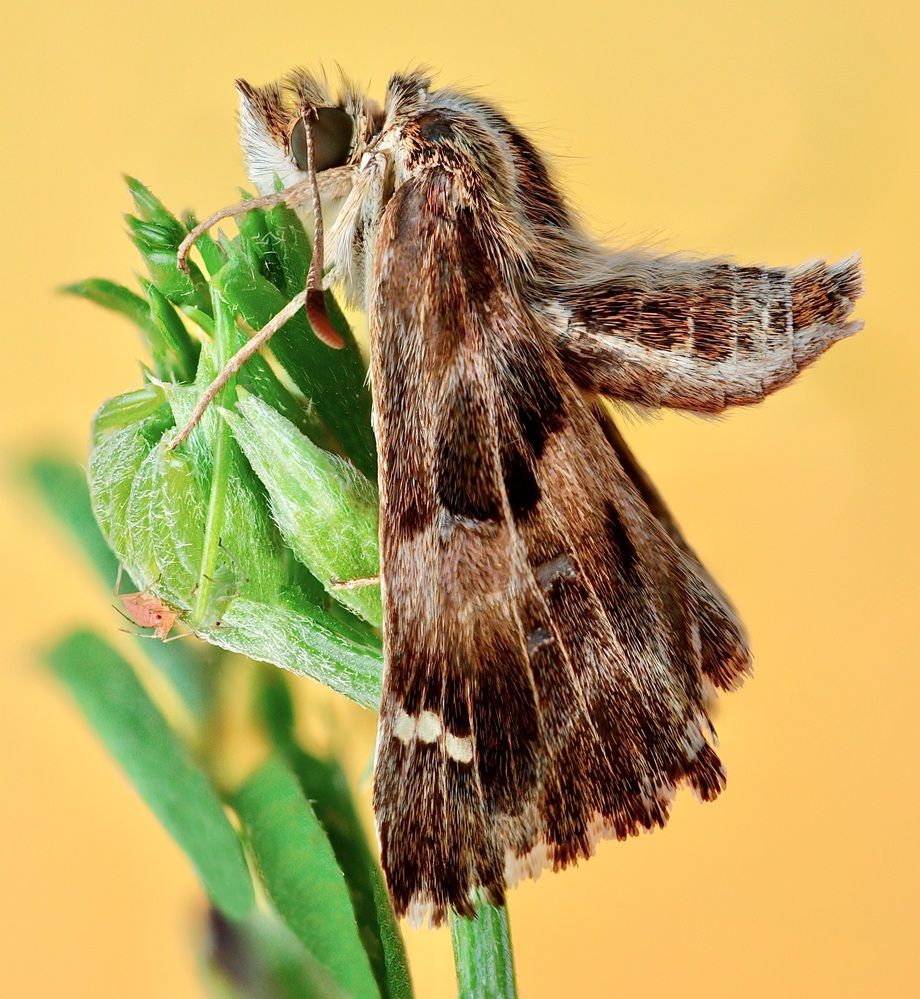 Фотография автора Eduardo Salvador Cabrera