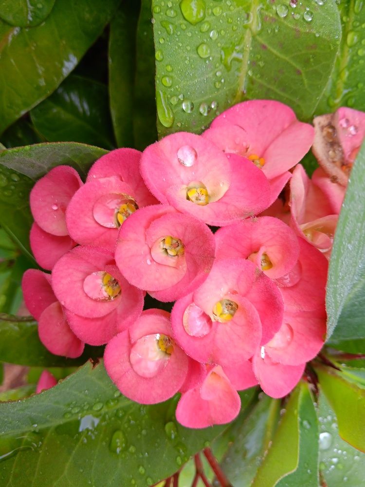 Photograph by Marzio Fattorini