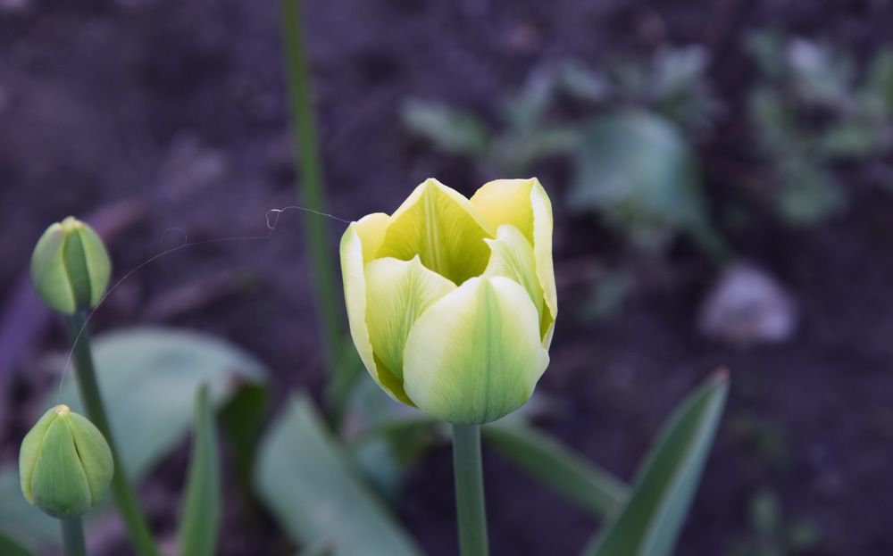 Дачный тюльпан