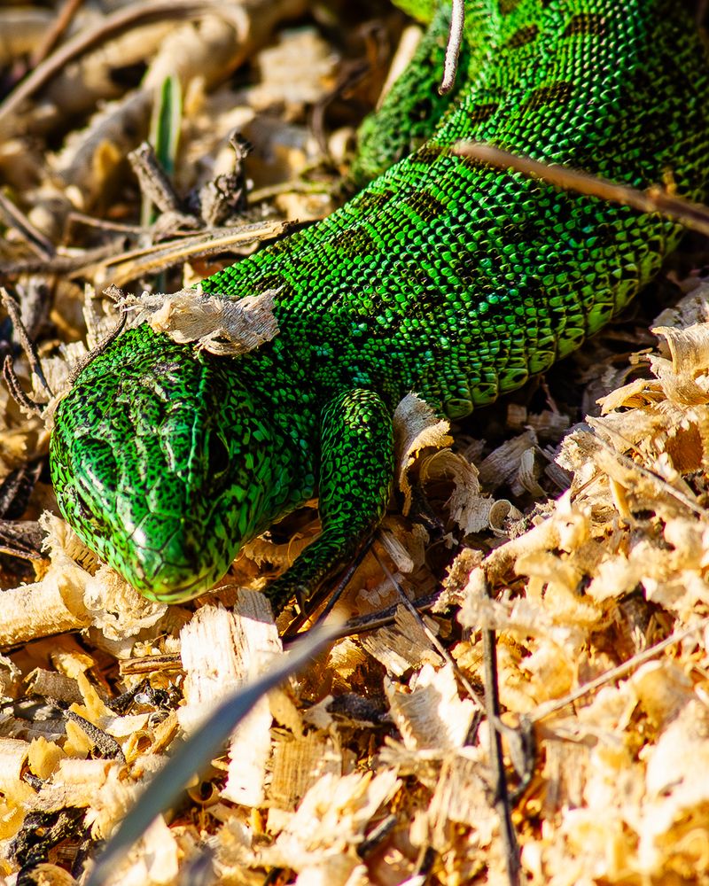 Photograph by Grigoriy