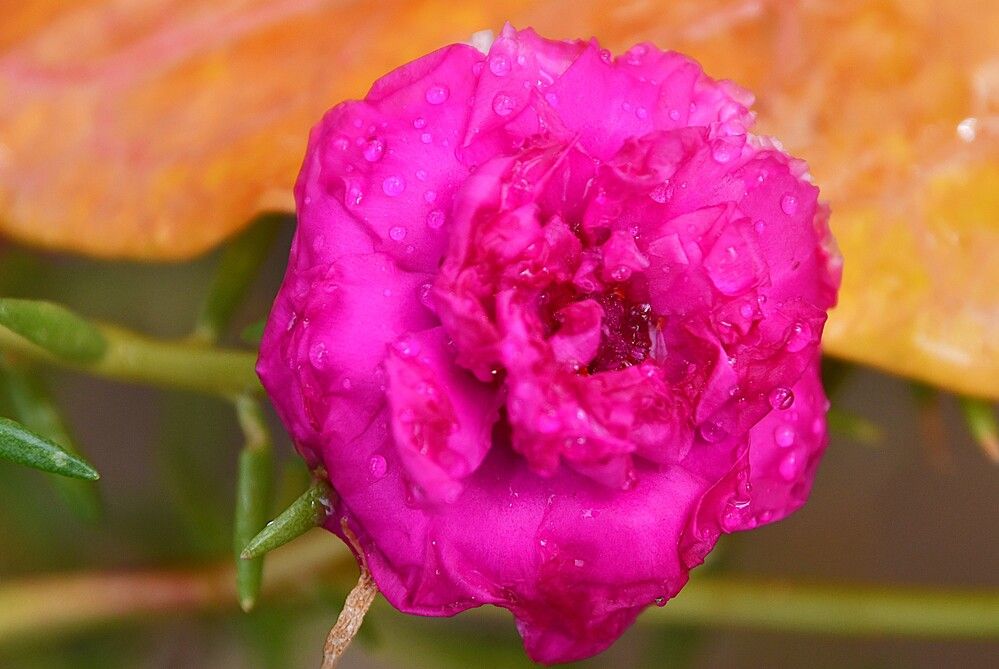 Photograph by Marzio Fattorini