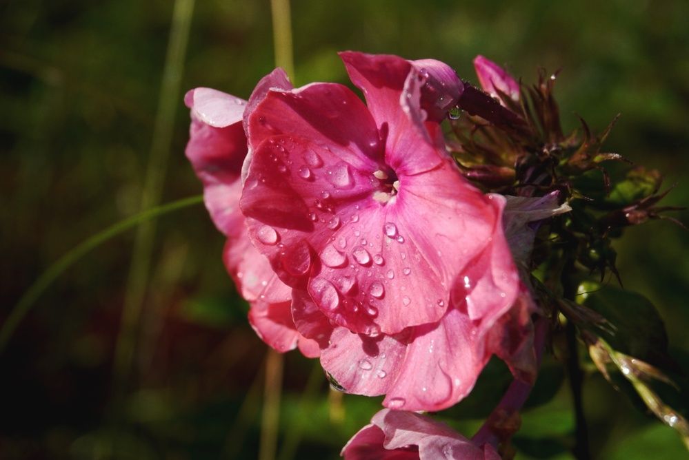 Фотография автора Анастасия Мешкова