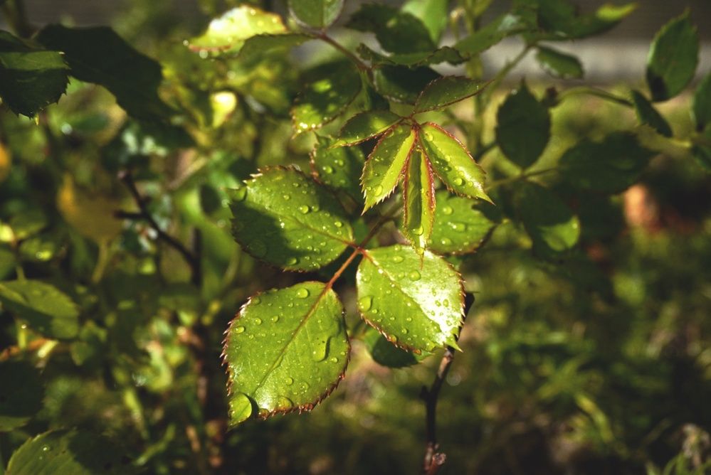 Фотография автора Анастасия Мешкова