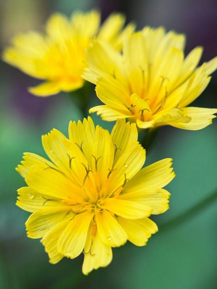 Photograph by Halina Mitsevich