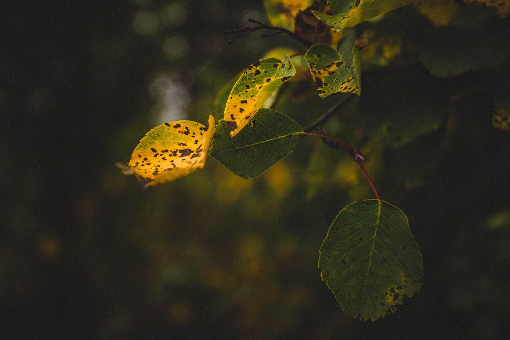 Photograph by Евгений Авдеев