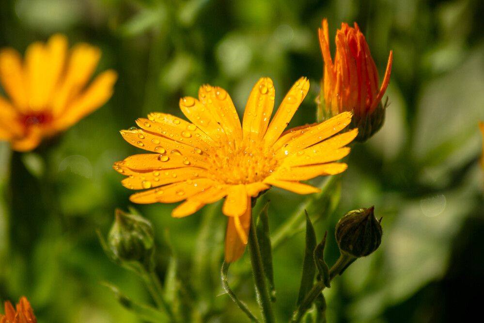 Photograph by Евгений Авдеев