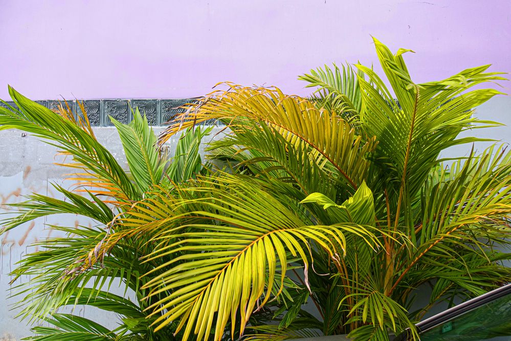 Photograph by Vy Van Bui