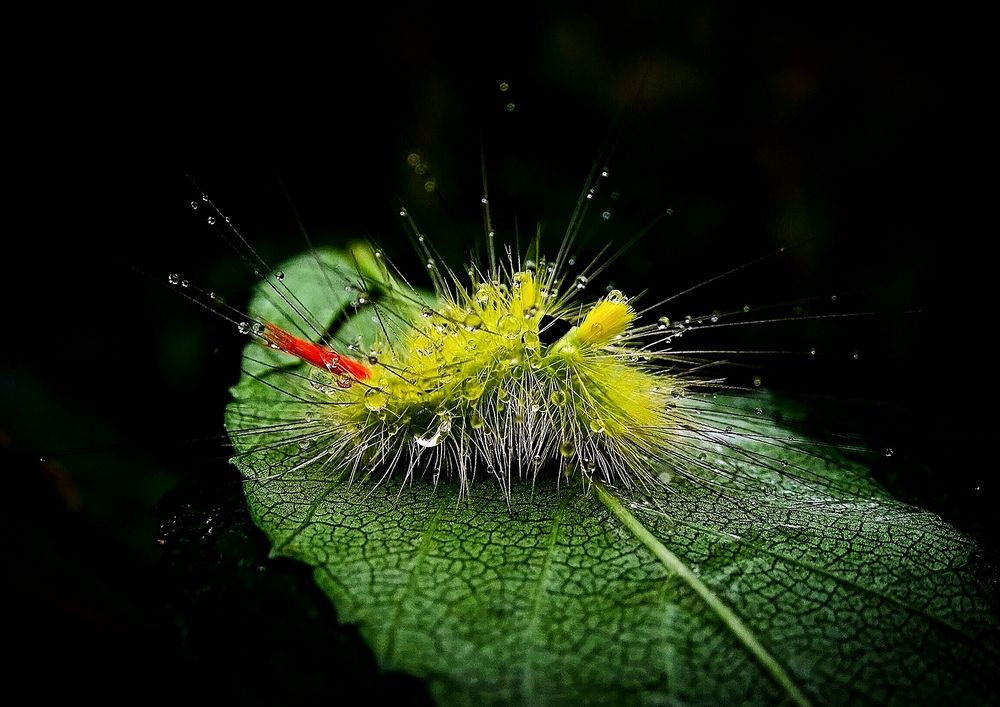Гусеница бабочки Краснохвостки.