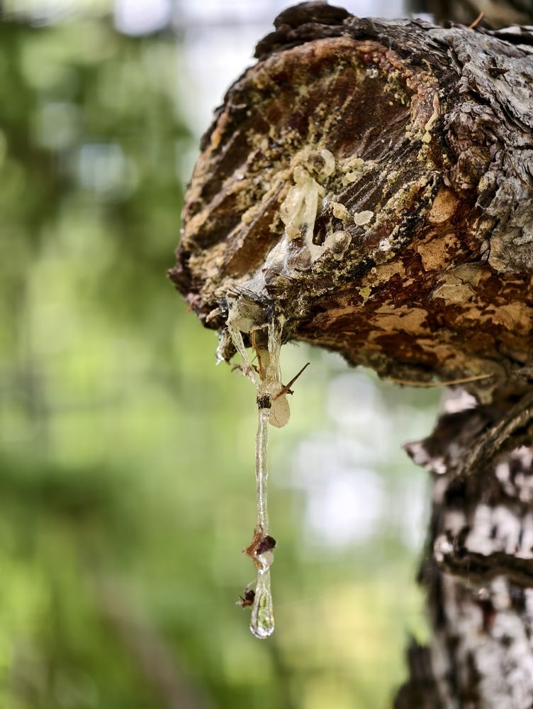 Фотография автора Александр Комаров