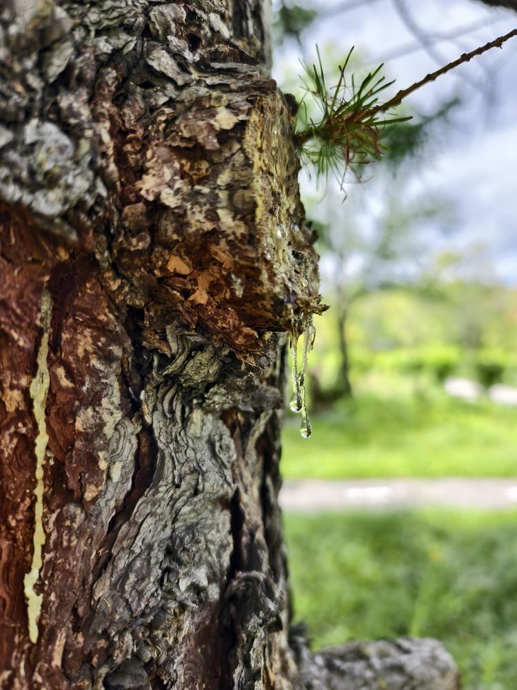 Фотография автора Александр Комаров