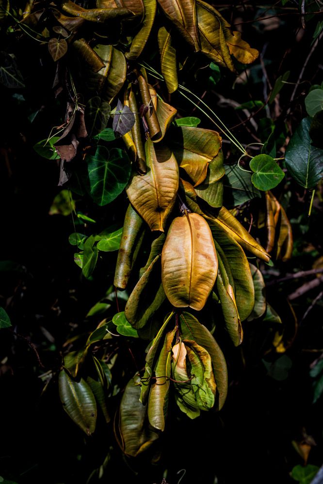 Фотография автора Marcelo Vaz