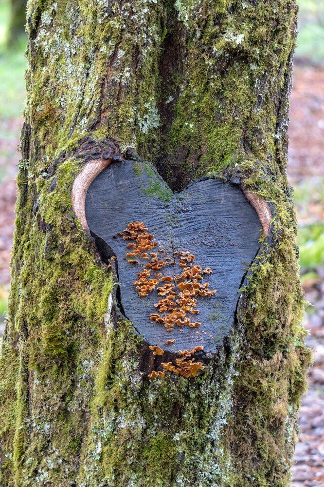 Corazón del bosque
