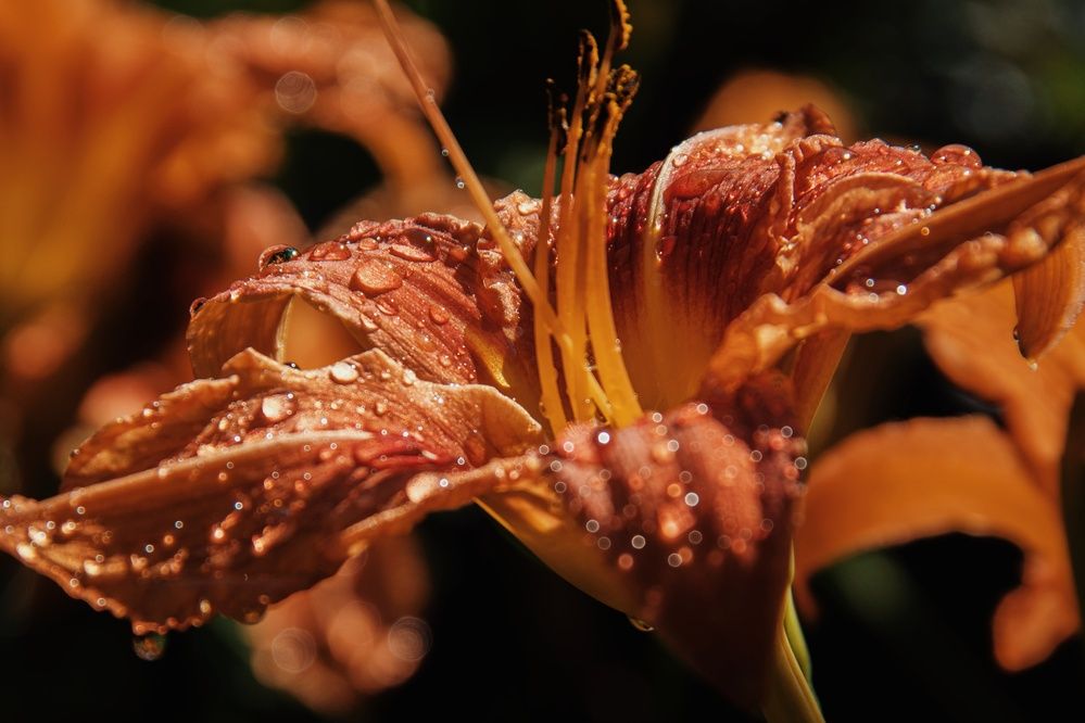 Photograph by Анна Любимова