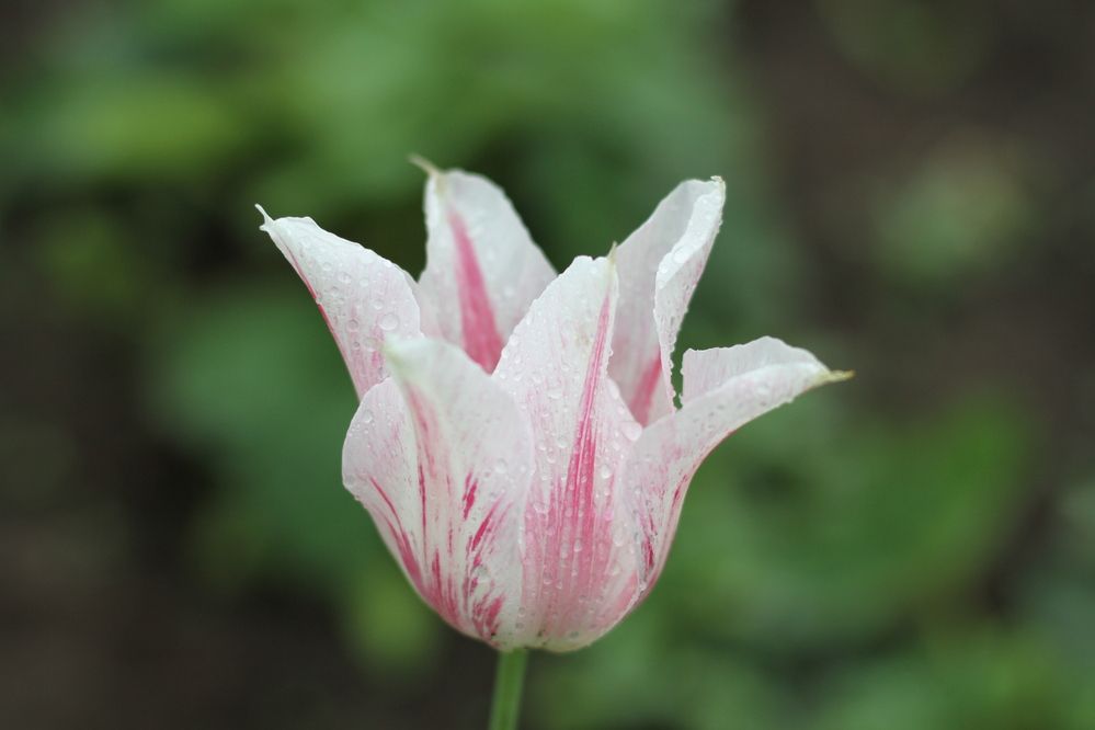 Photograph by Елизавета Мишина