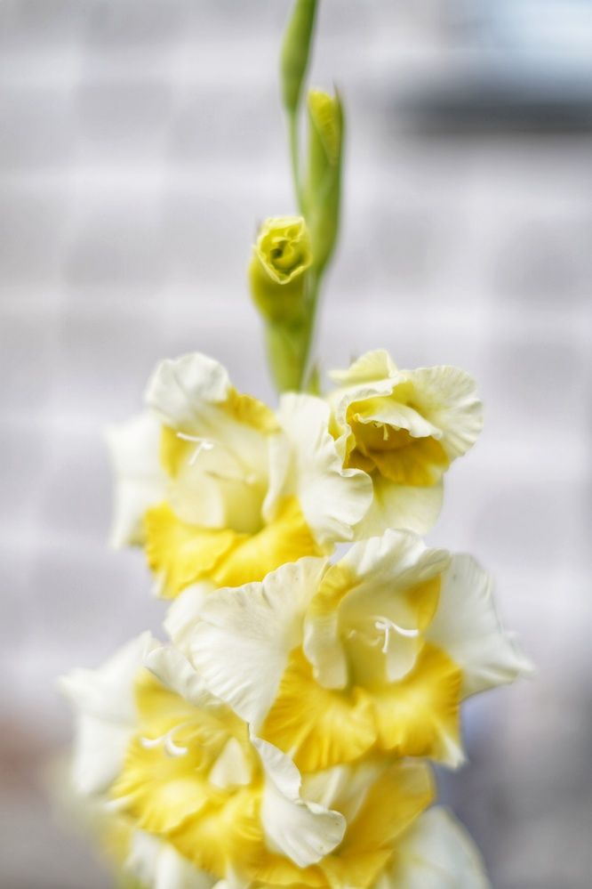 Photograph by Анастасия Позинич