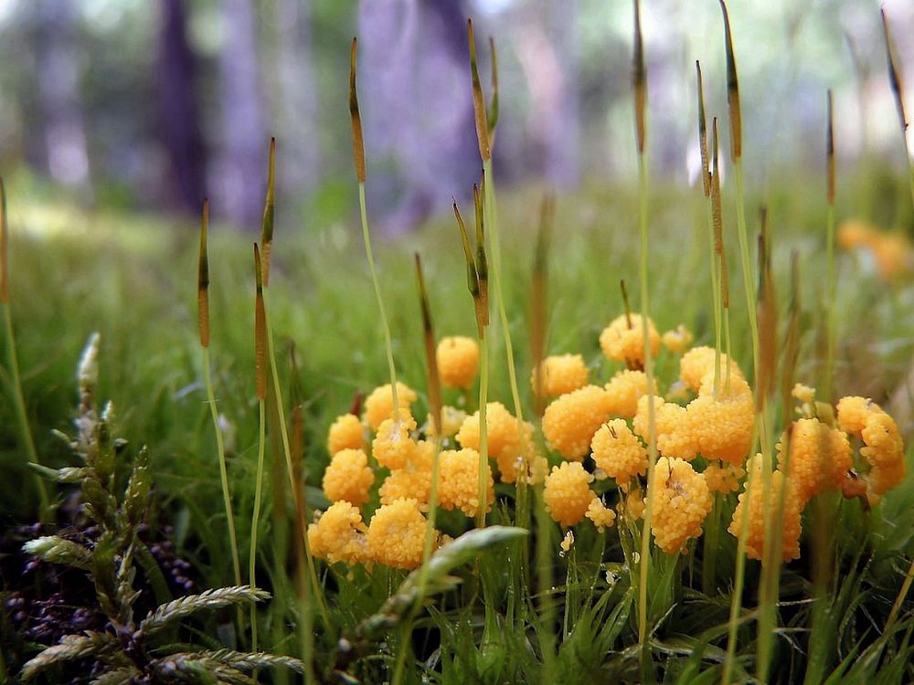 Фотография автора Роман Савоцкий