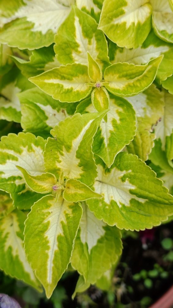 Photograph by Полина Скурская