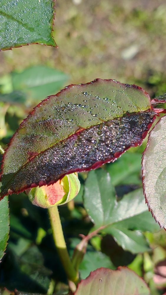 Photograph by Полина Скурская