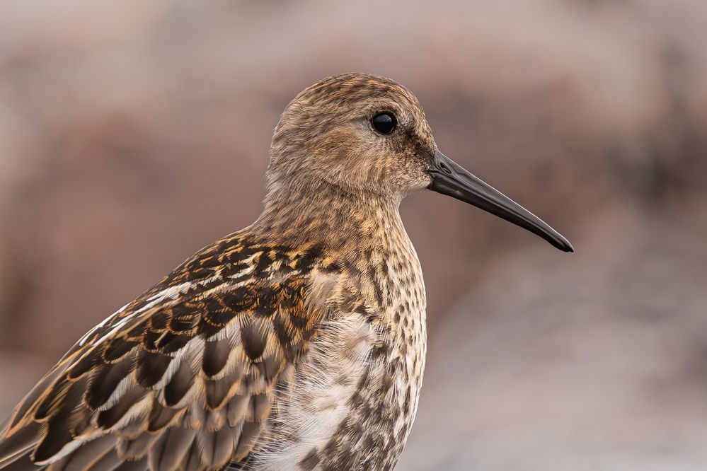 Photograph by Alexei Kriptozoy