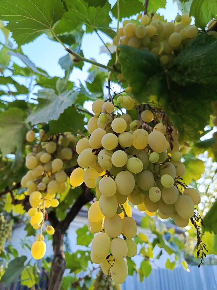 Photograph by Татьяна Пальчикова