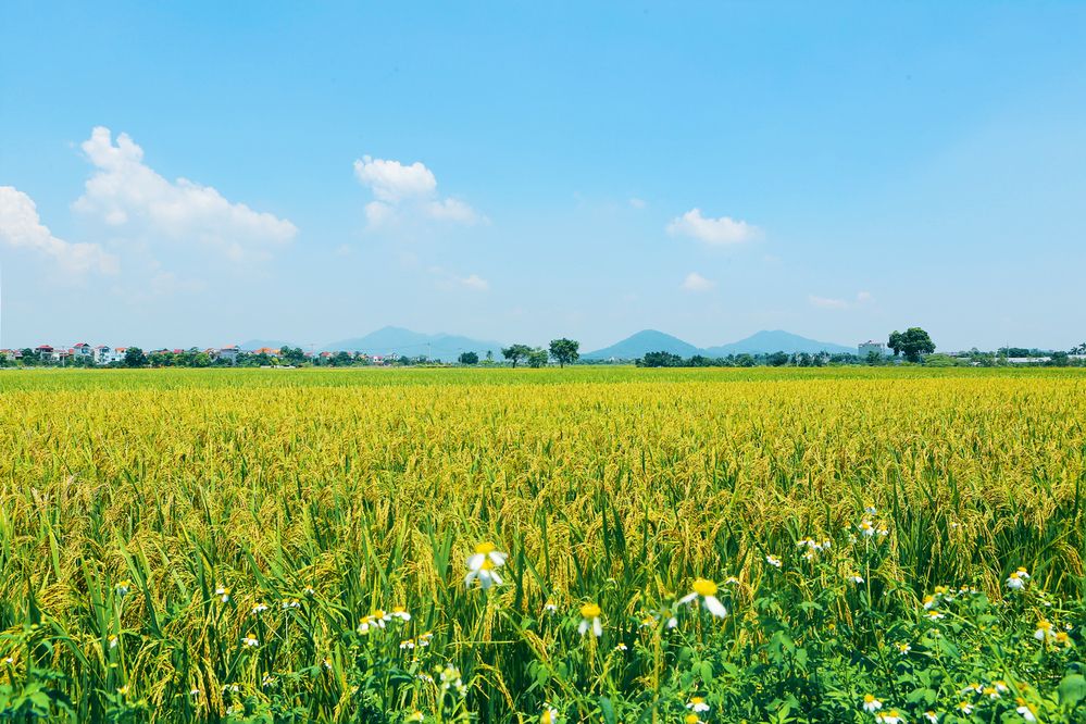 Photograph by Tung Vu Thanh