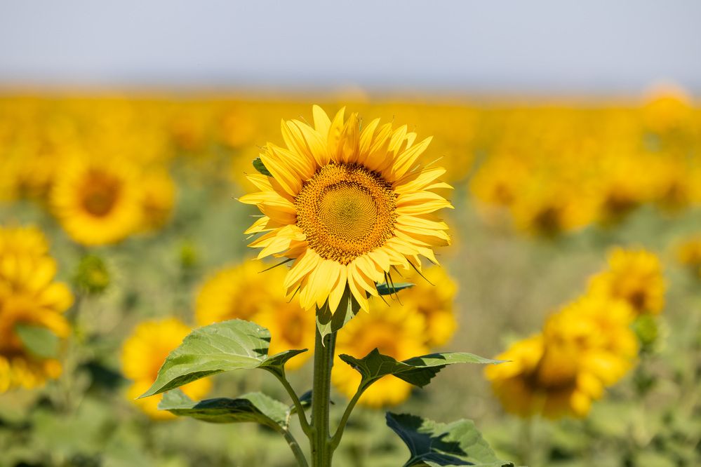 Photograph by Владимир Охрименко