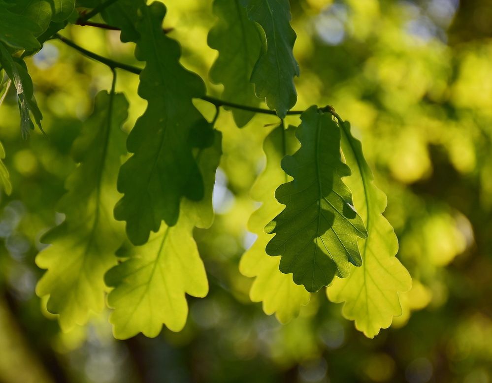 Веточка дуба .