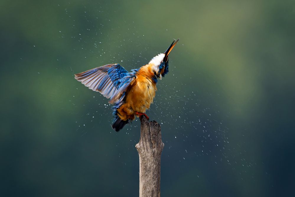 Photograph by Александр Перегудов