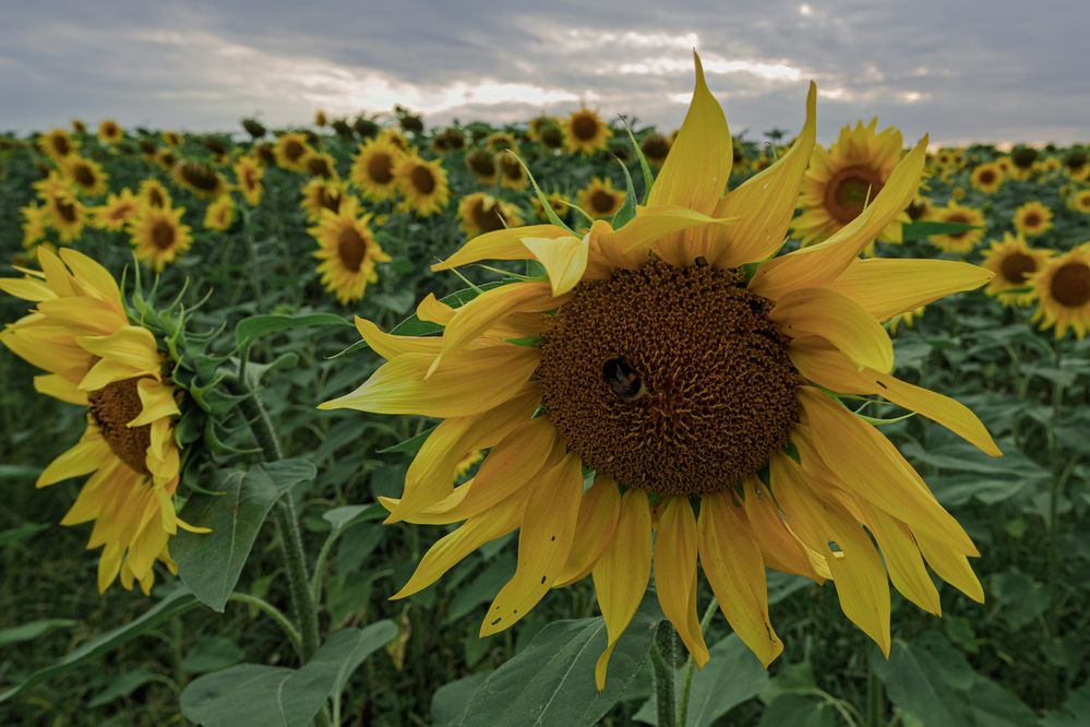 Photograph by Андрей Пучков