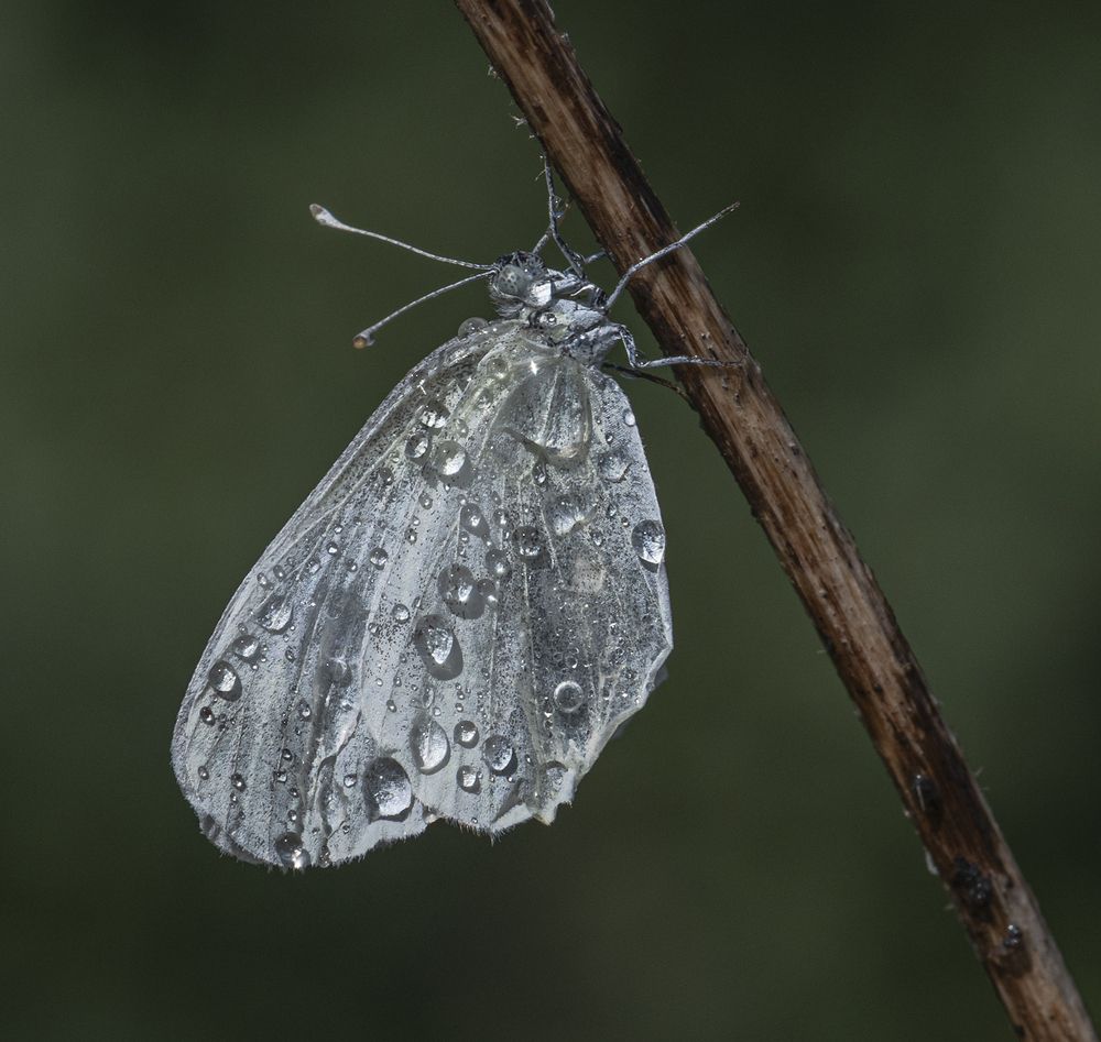 На просушке