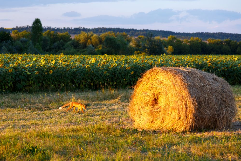 Photograph by Максим Шелякин