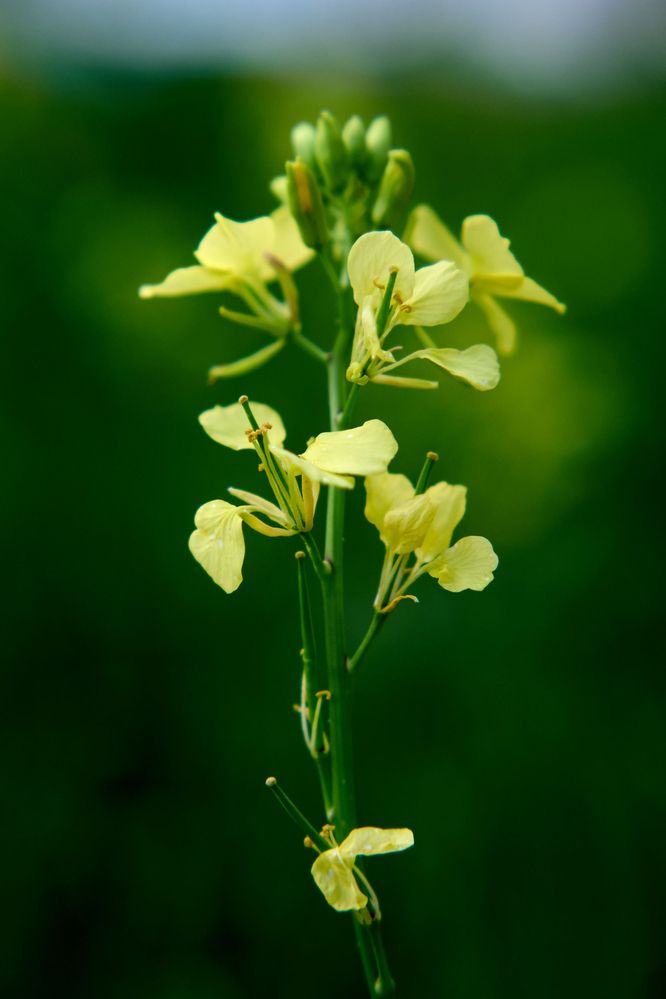 Photograph by Ирина Аверьянова