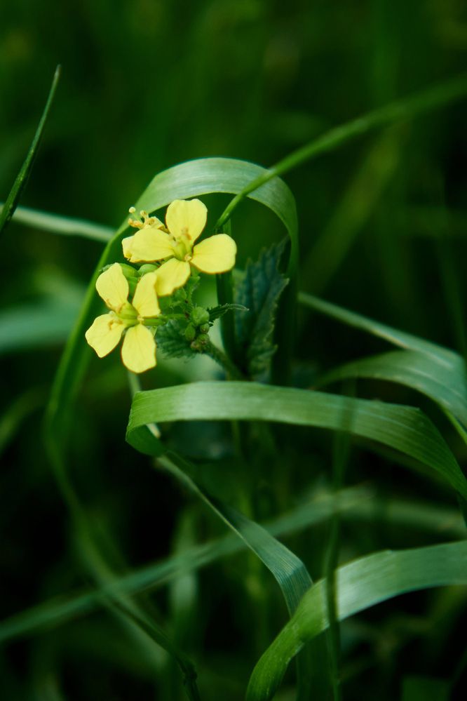 Photograph by Ирина Аверьянова