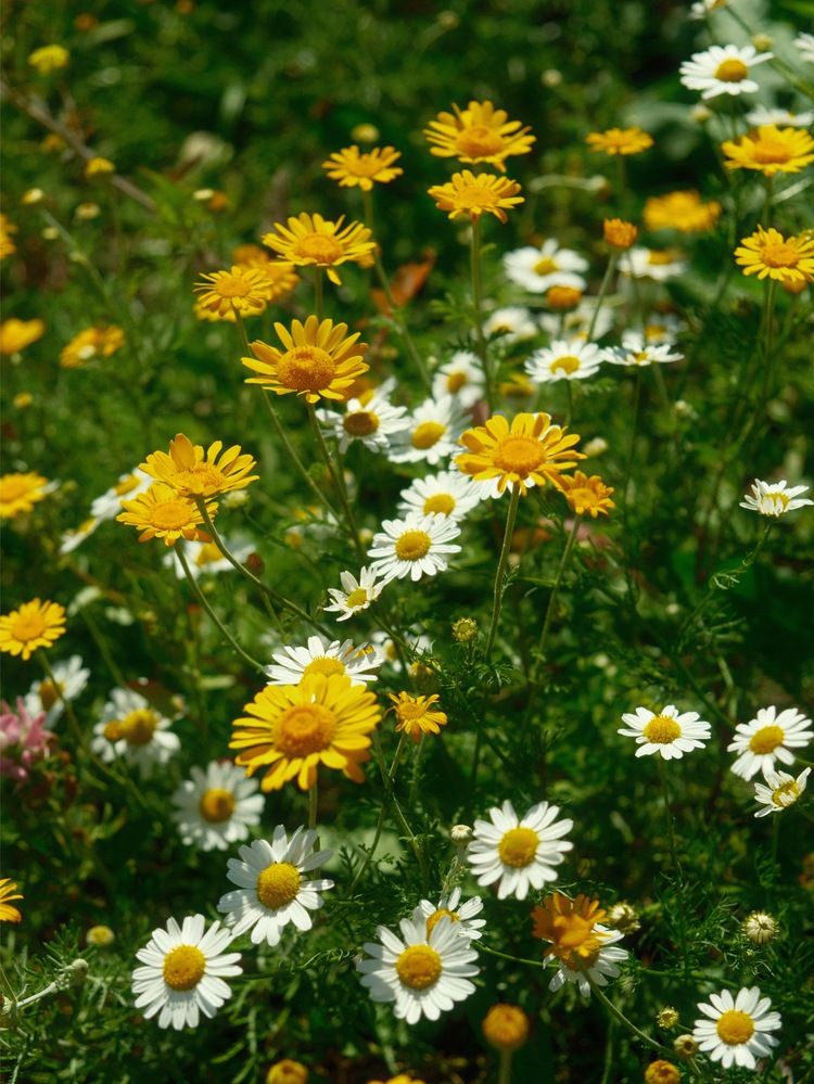 Фотография автора Veronika Lemke