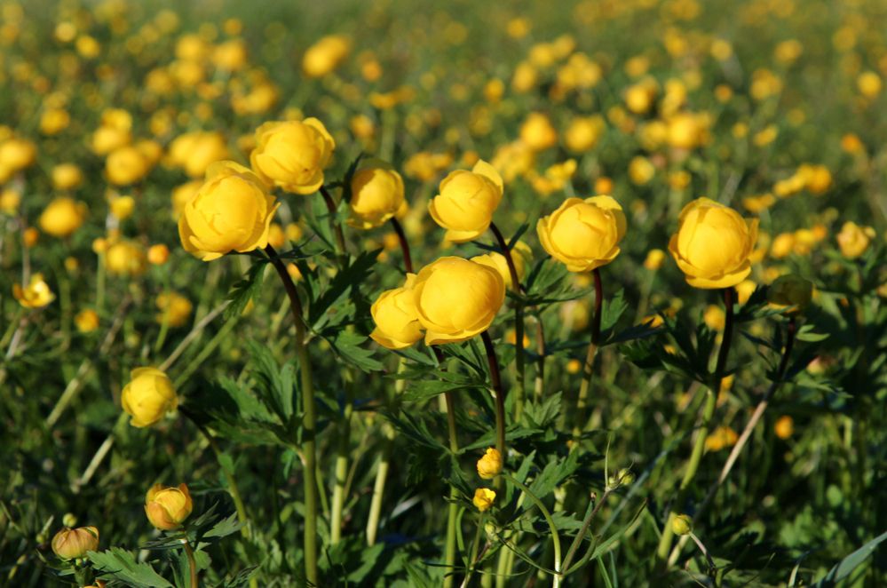 Купальница